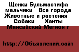 Щенки Бульмастифа мальчики - Все города Животные и растения » Собаки   . Ханты-Мансийский,Мегион г.